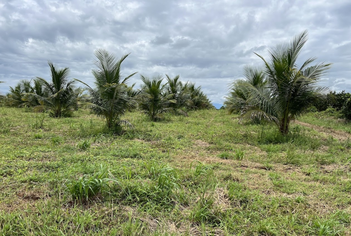 Fincas en San Carlos