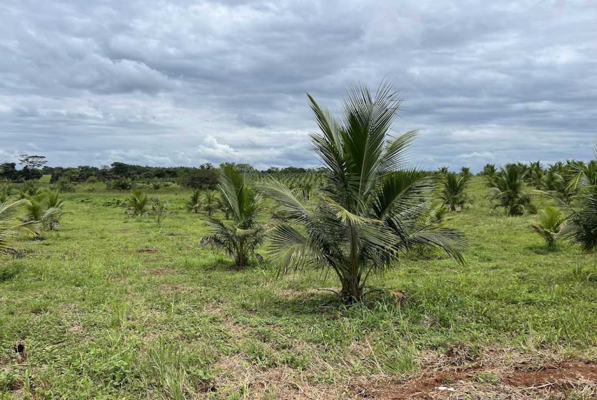 Fincas en San Carlos