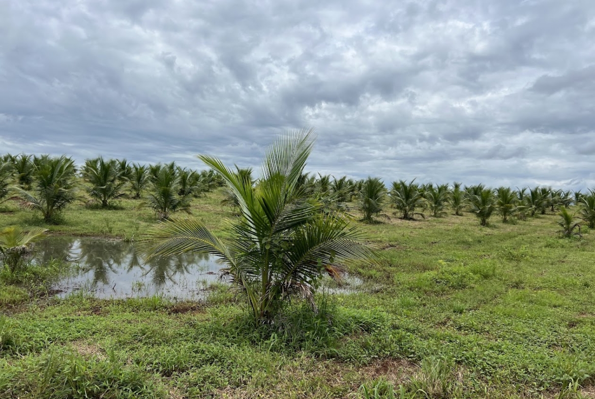 Fincas en San Carlos