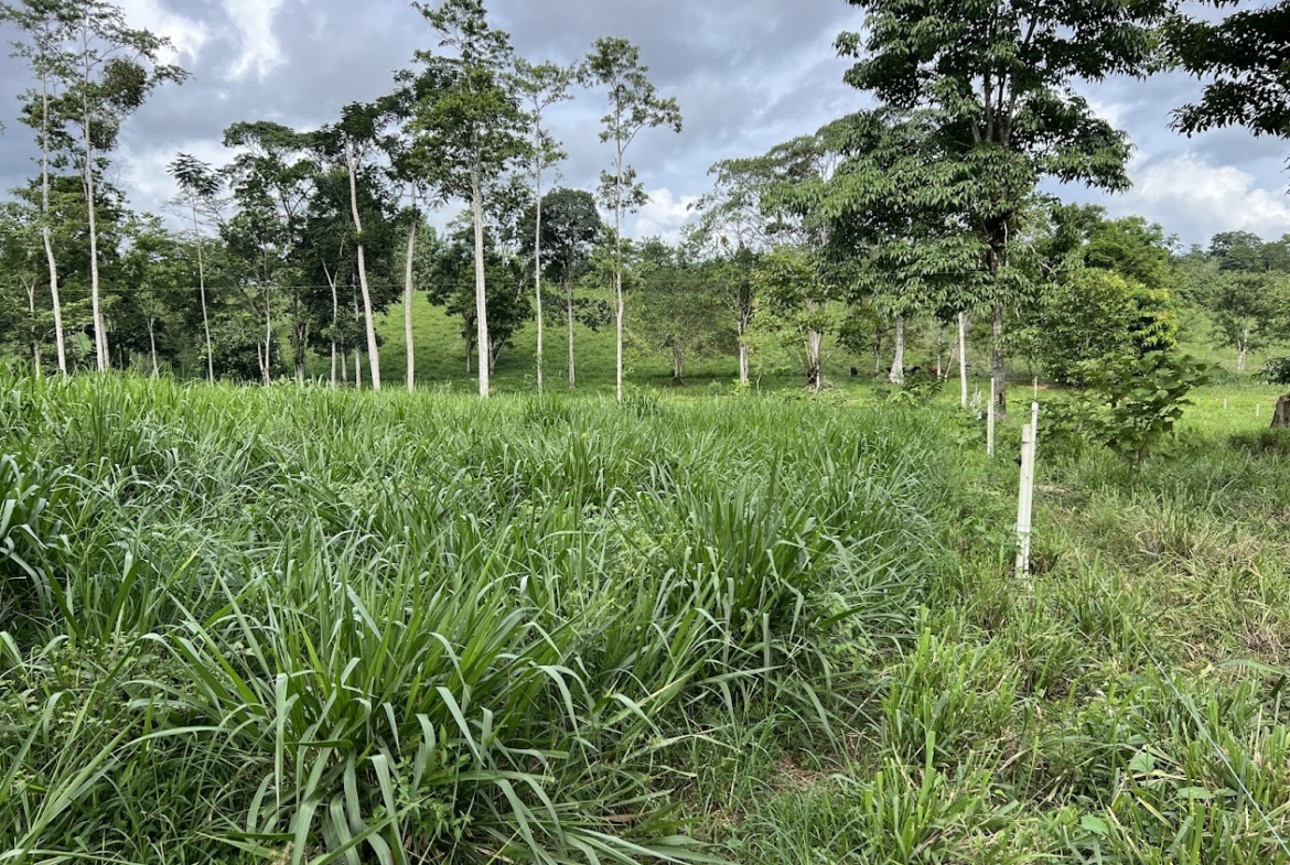 Finca Lechera en Costa Rica