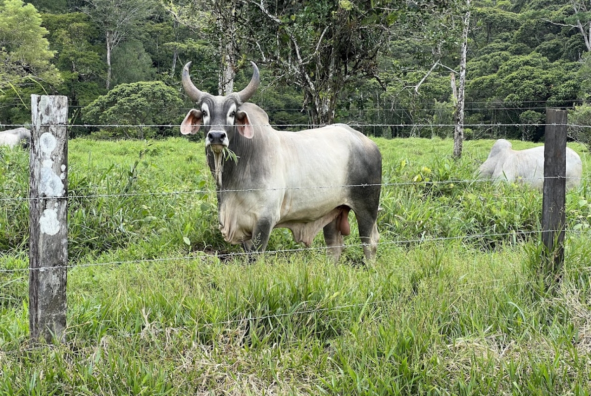 Fincas de Costa Rica
